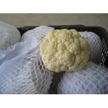 New Crop Good Quality Cauliflower for Exporting